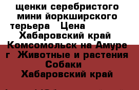 щенки серебристого мини йоркширского терьера › Цена ­ 20 000 - Хабаровский край, Комсомольск-на-Амуре г. Животные и растения » Собаки   . Хабаровский край